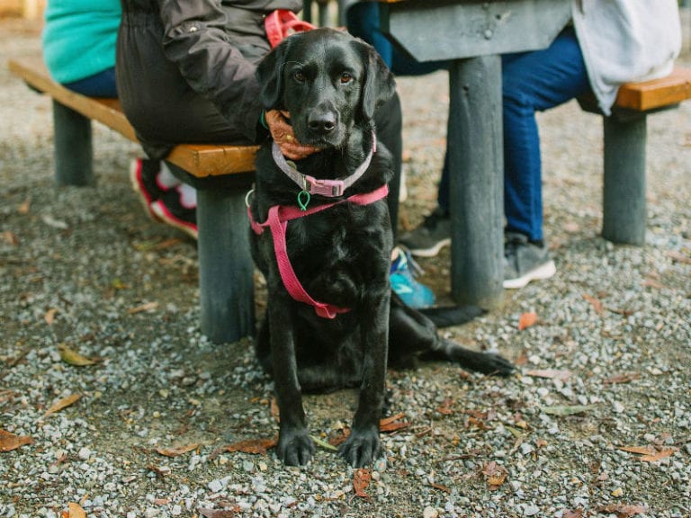 The Trail Cafe 4 86 768x576