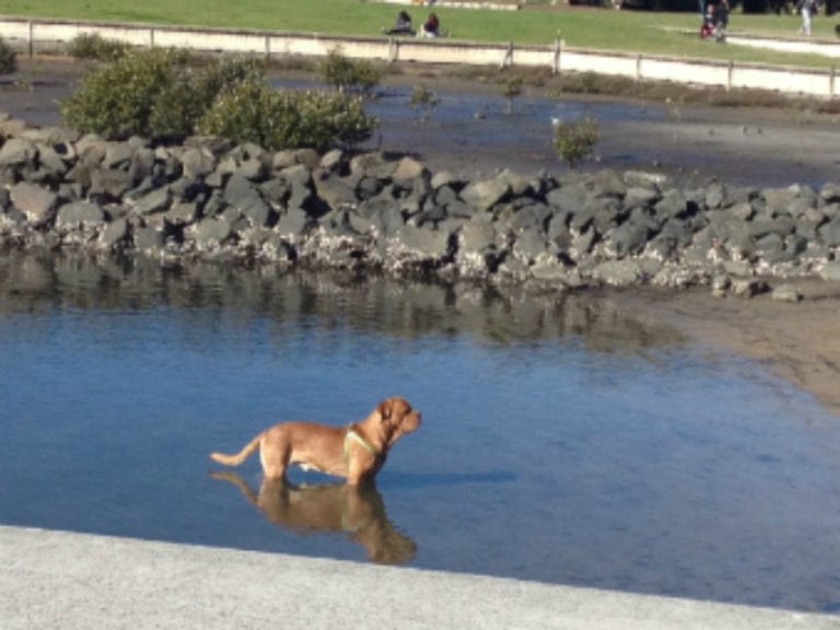 Blackwattle Bay 1 86 768x576