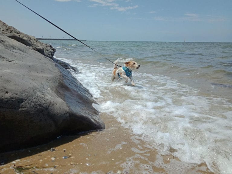 Campbells Cove Beach 2 86 768x576