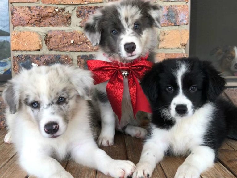 Collies Co 8 768x576