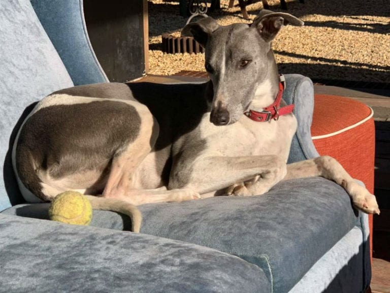 Olive Bus Clare 1 86 768x576