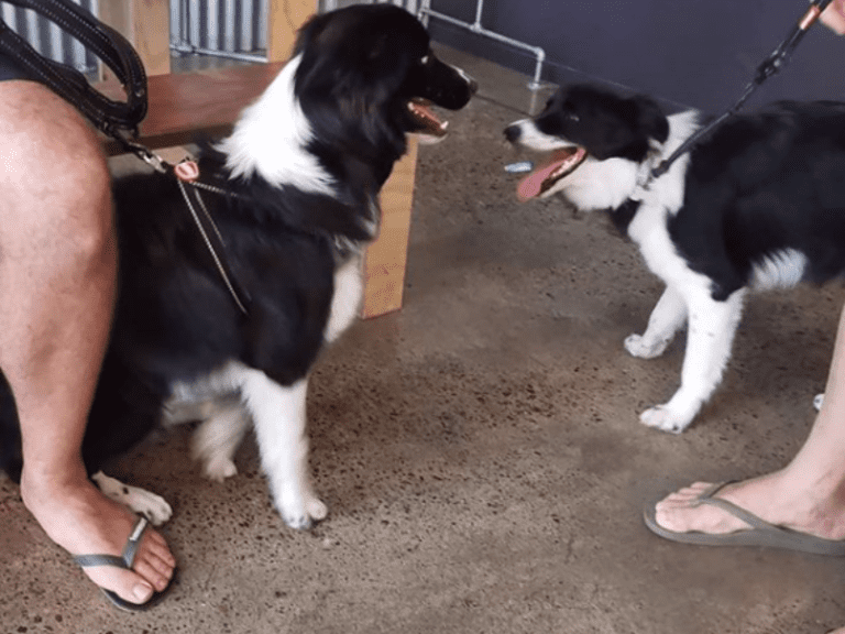 Semi Pro Brewing 768x576