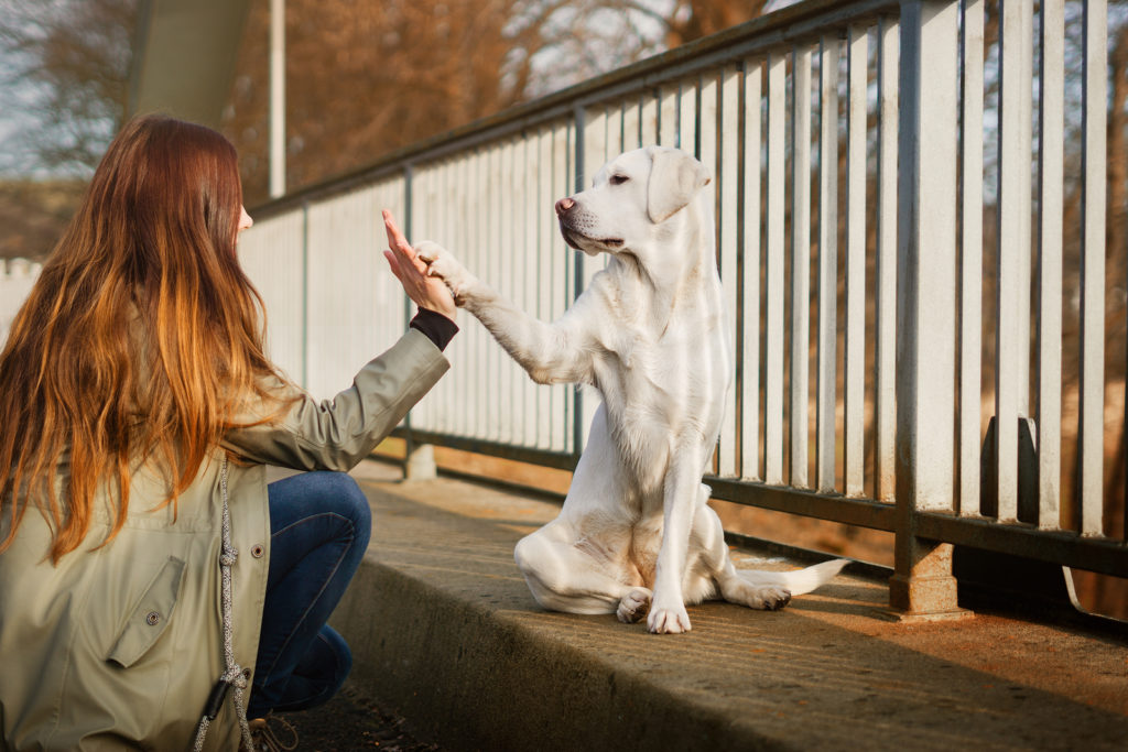 cute labrador retriever dog an woman give each other a high five handshake