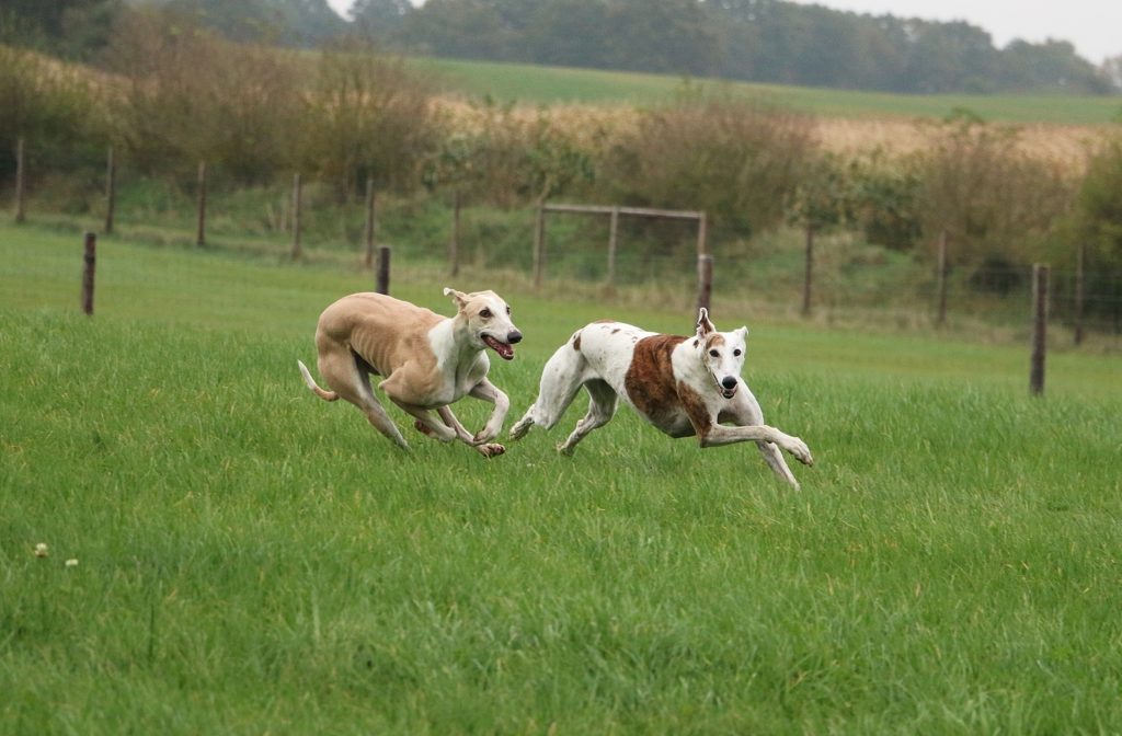 two beautiful galgos are running in the park