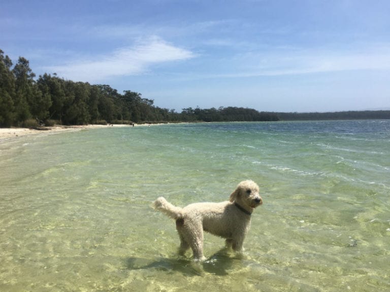 Swan Lake 5 86 768x576