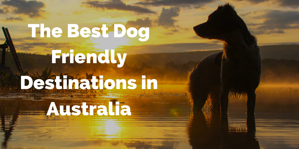 The Best Dog Friendly Destinations in Australia
