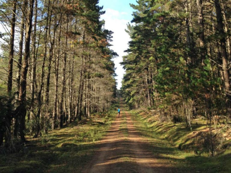 Wingello State Forest 86 768x576