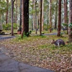 daisy hill conservation park dog friendly hiking 1 150x150