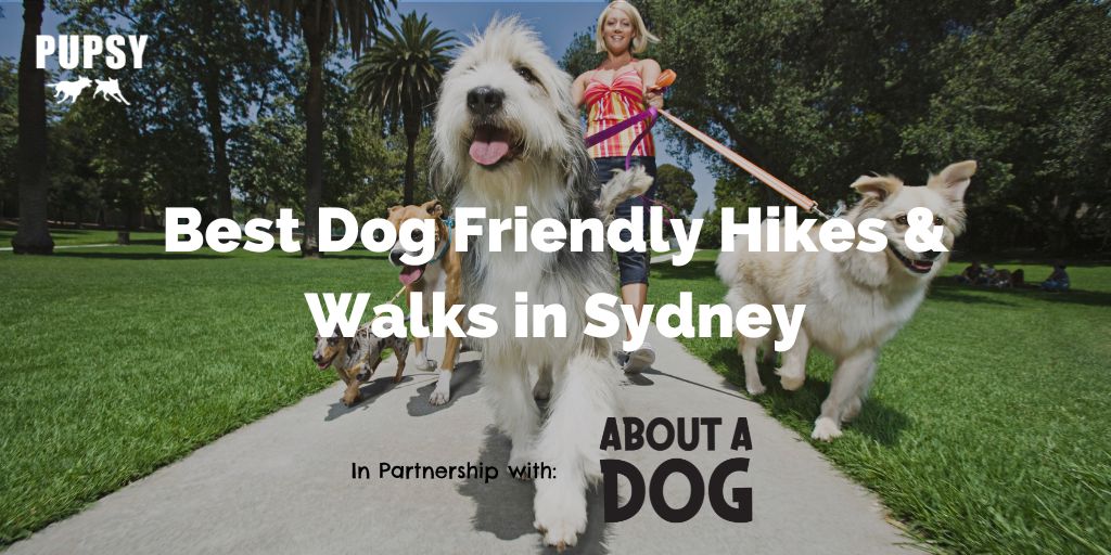 dog-friendly-walks-hikes-sydney-about-a-dog