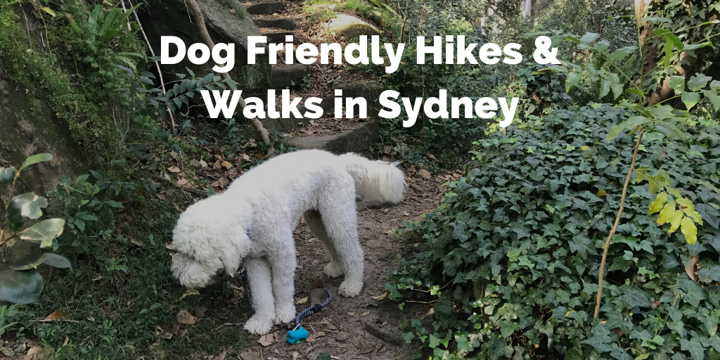 sydney-dog-walks