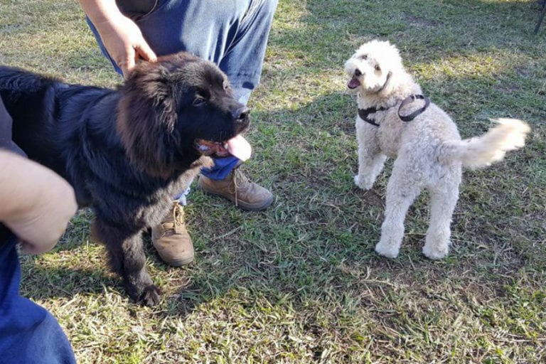 Oak Flats Dog Park 768x512