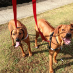 Ridgebacks 150x150