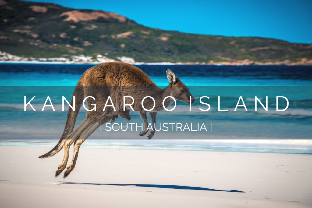 dog-friendly-kangaroo-island-2