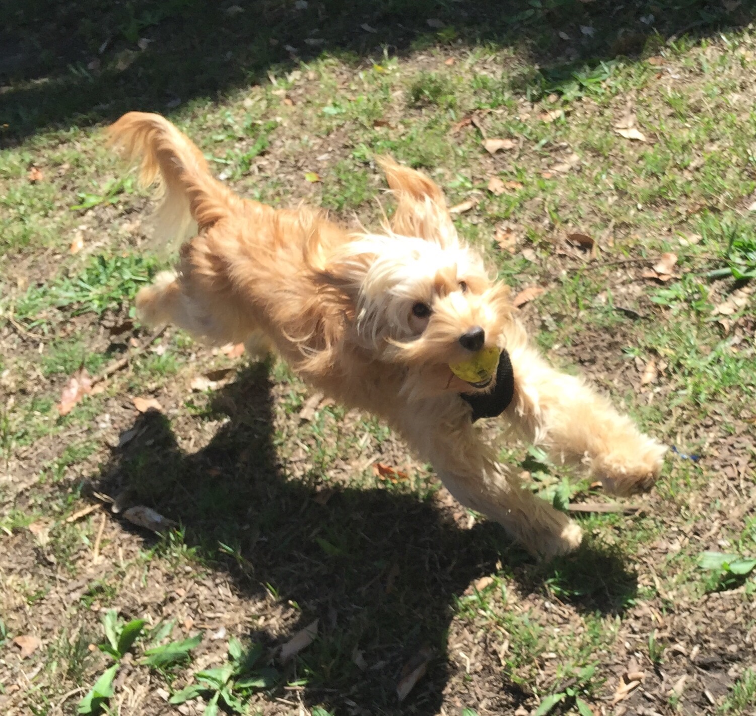 fluffy running