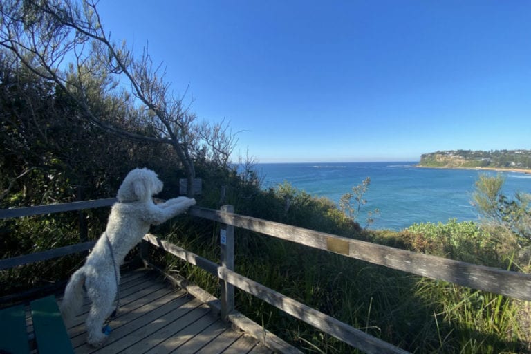 Bilgola 3 96 768x512