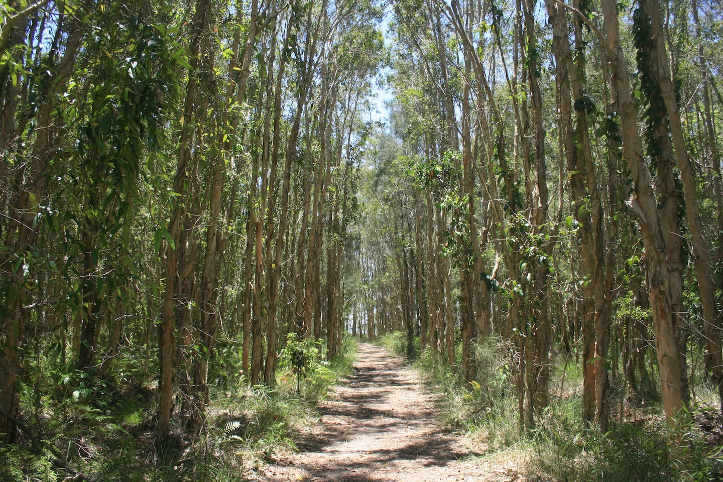 lake weyba noosa cottage dog friendly accommodation 17