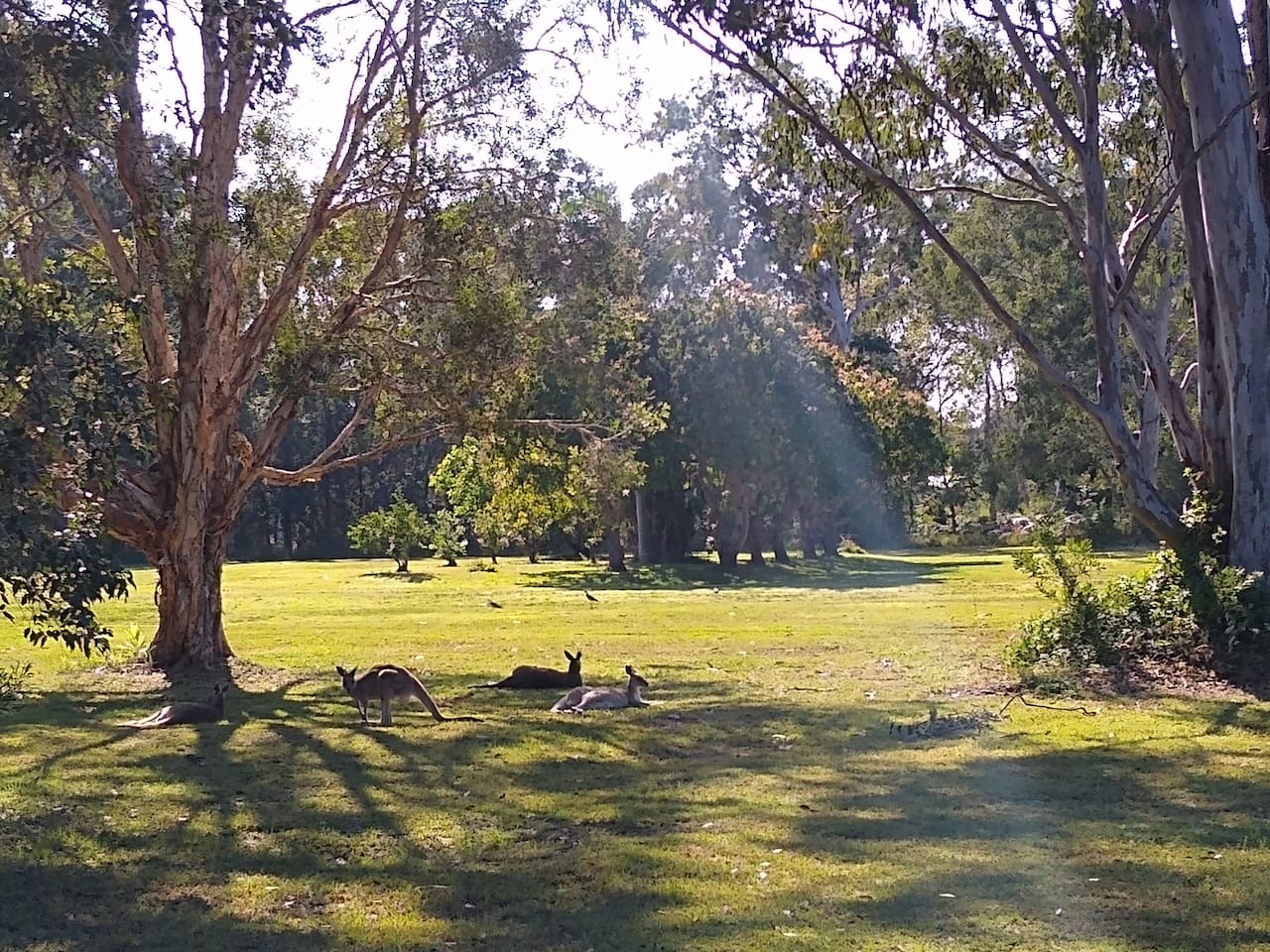 lake weyba noosa cottage dog friendly accommodation 6