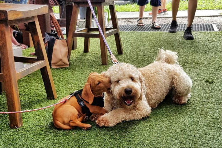 Kith n Chow 6 96 768x512