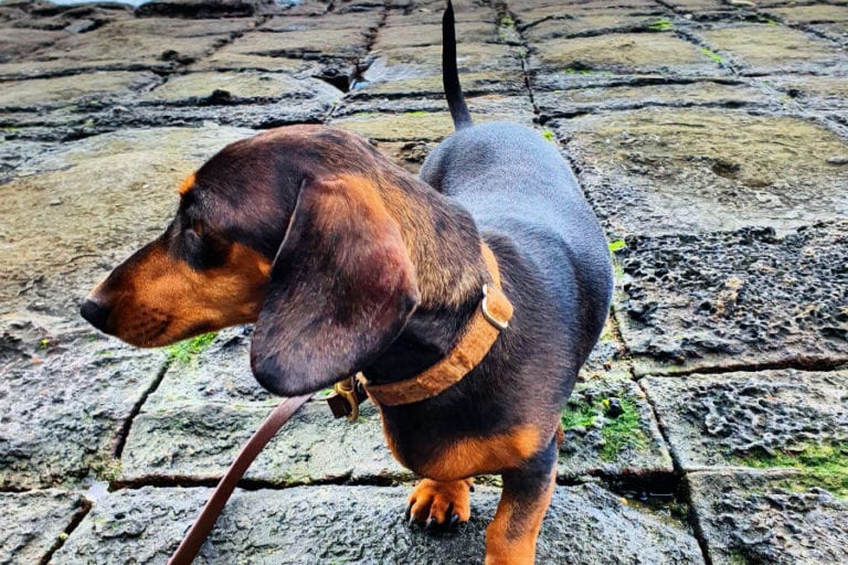 Tessalated Plates 96 768x512