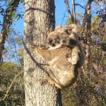 KOALA WITH BABY LAKE WEYBA 150x150