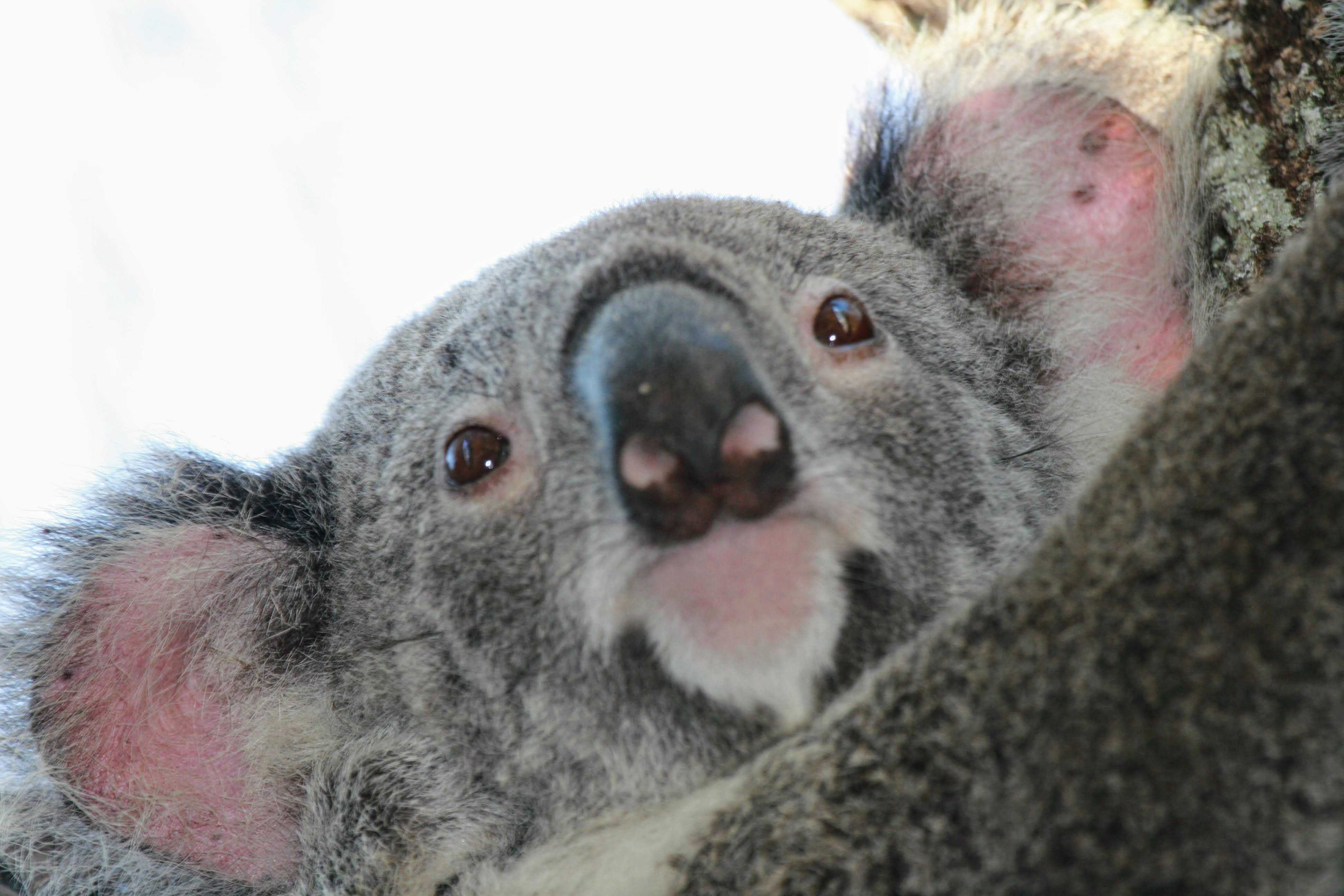 KOALA WITH BABY LAKE WEYBA4