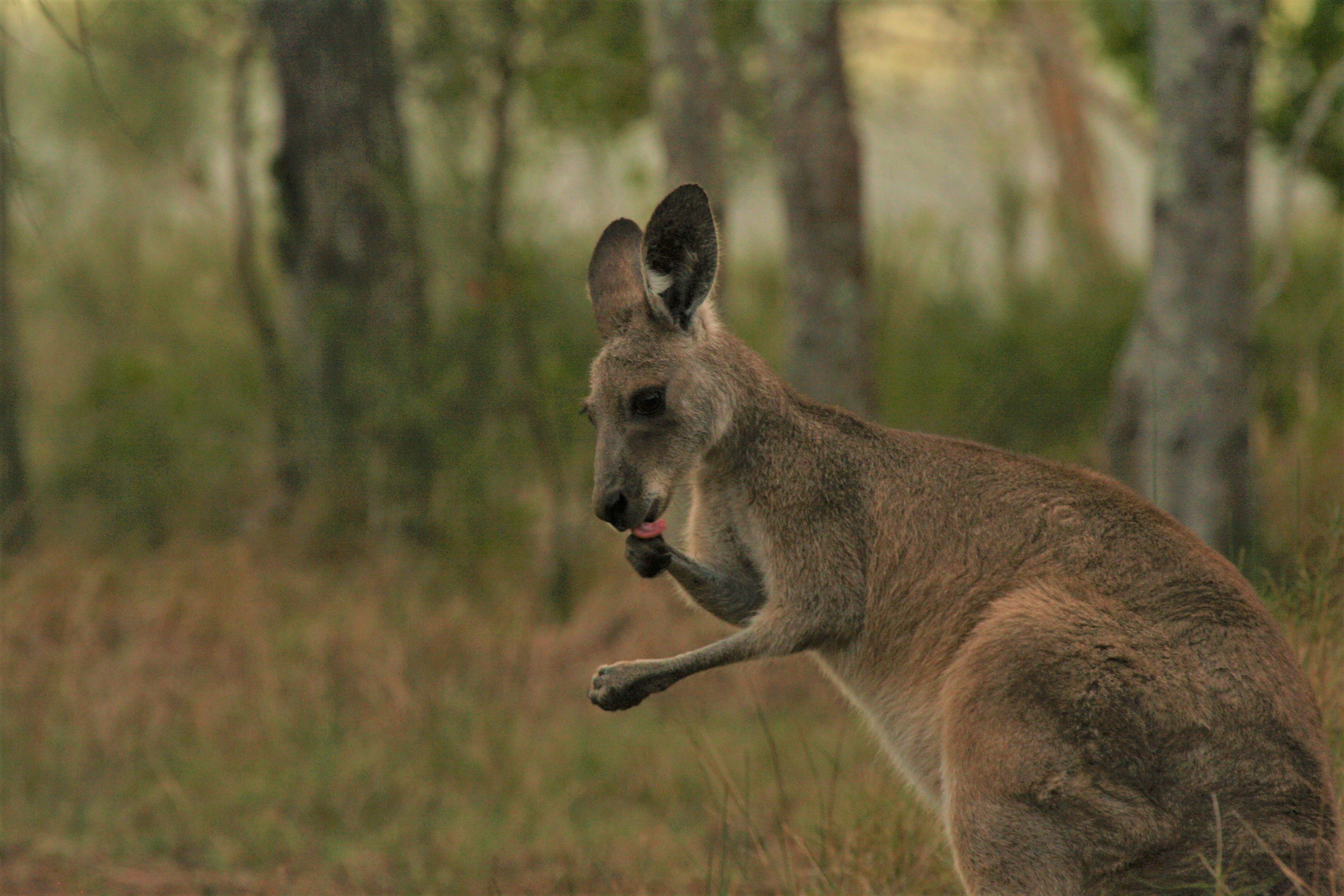 kangaroo Lake Weyba Noosa Lodge