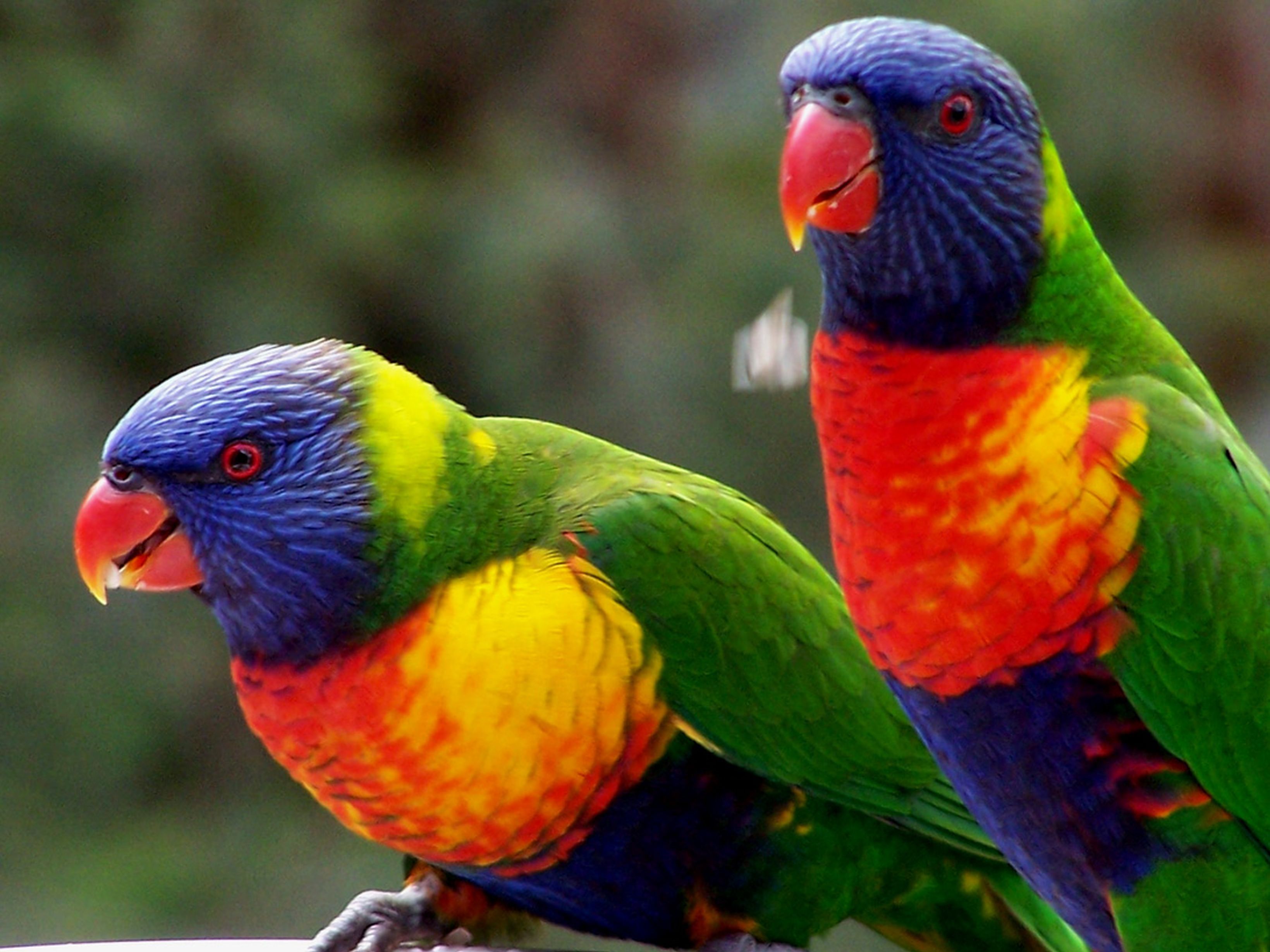 lorikeets