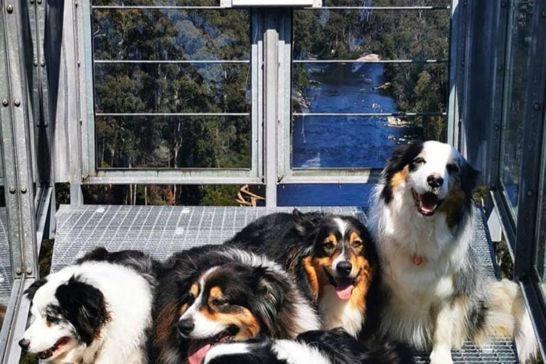 TAhune Airwalks 8 96 768x512