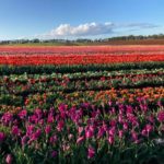 Table Cape Tulip Farm 2 150x150