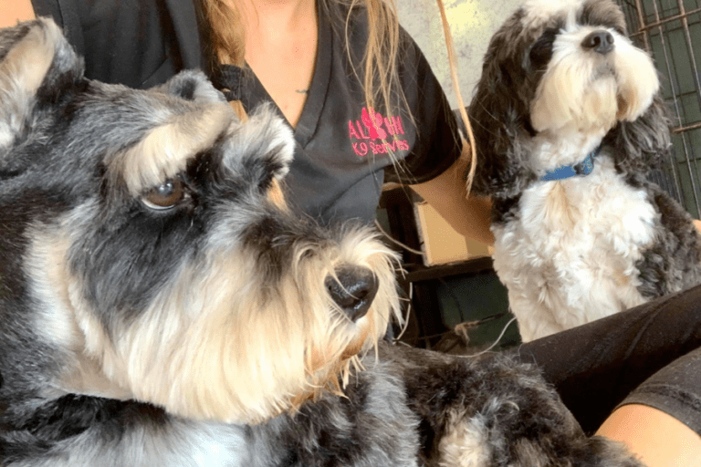 K9 Aloha 3 96 1 768x512