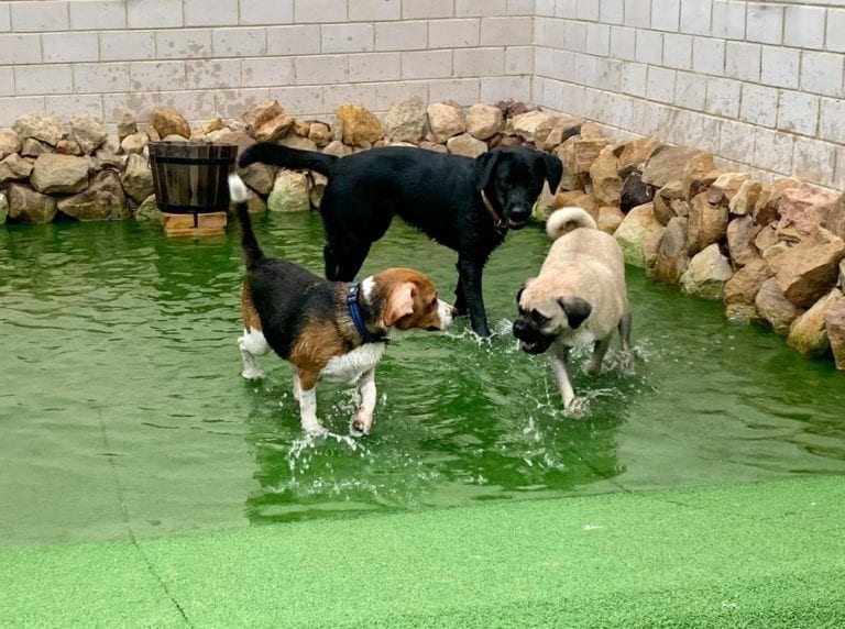 The Dog Ranch 1 768x572