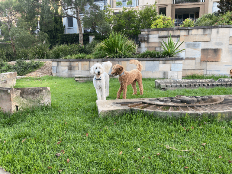 Royal Hospital for Women 3 96 768x576