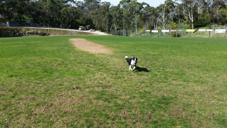 Bridgewater Oval 768x432