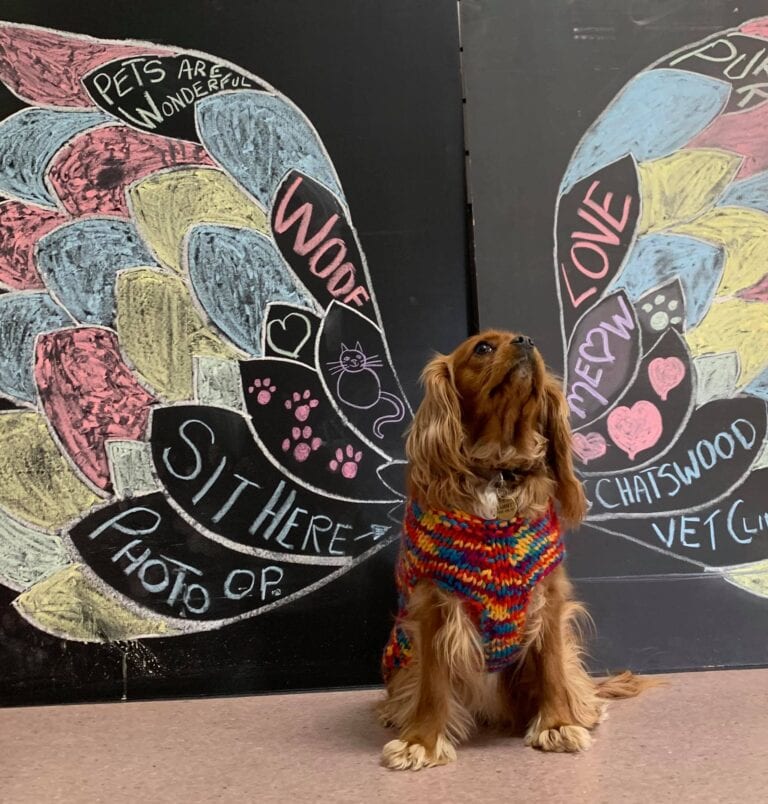 Chatswood Veterinary Clinic 768x804