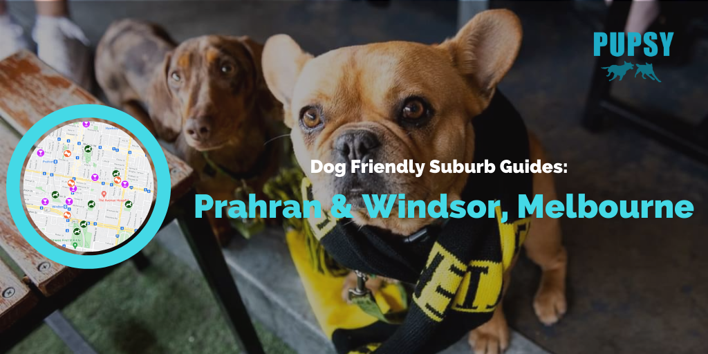 Dog-Friendly-Prahran-Windsor