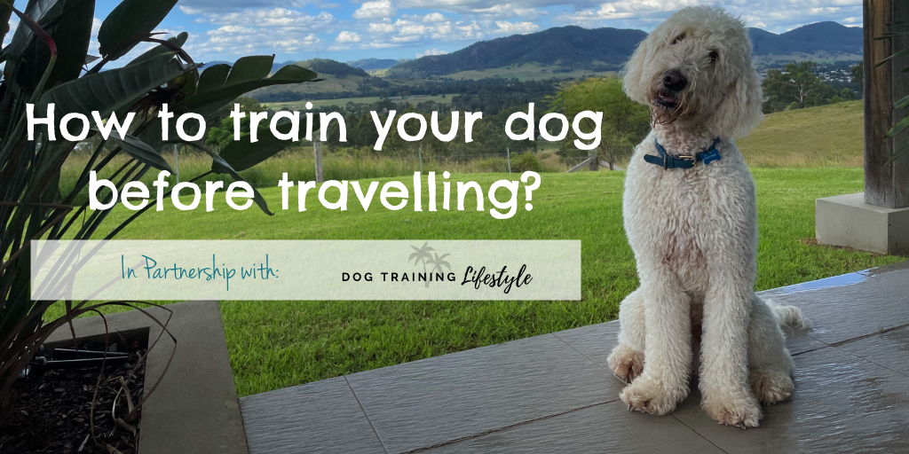 How to train your dog before travelling Hero
