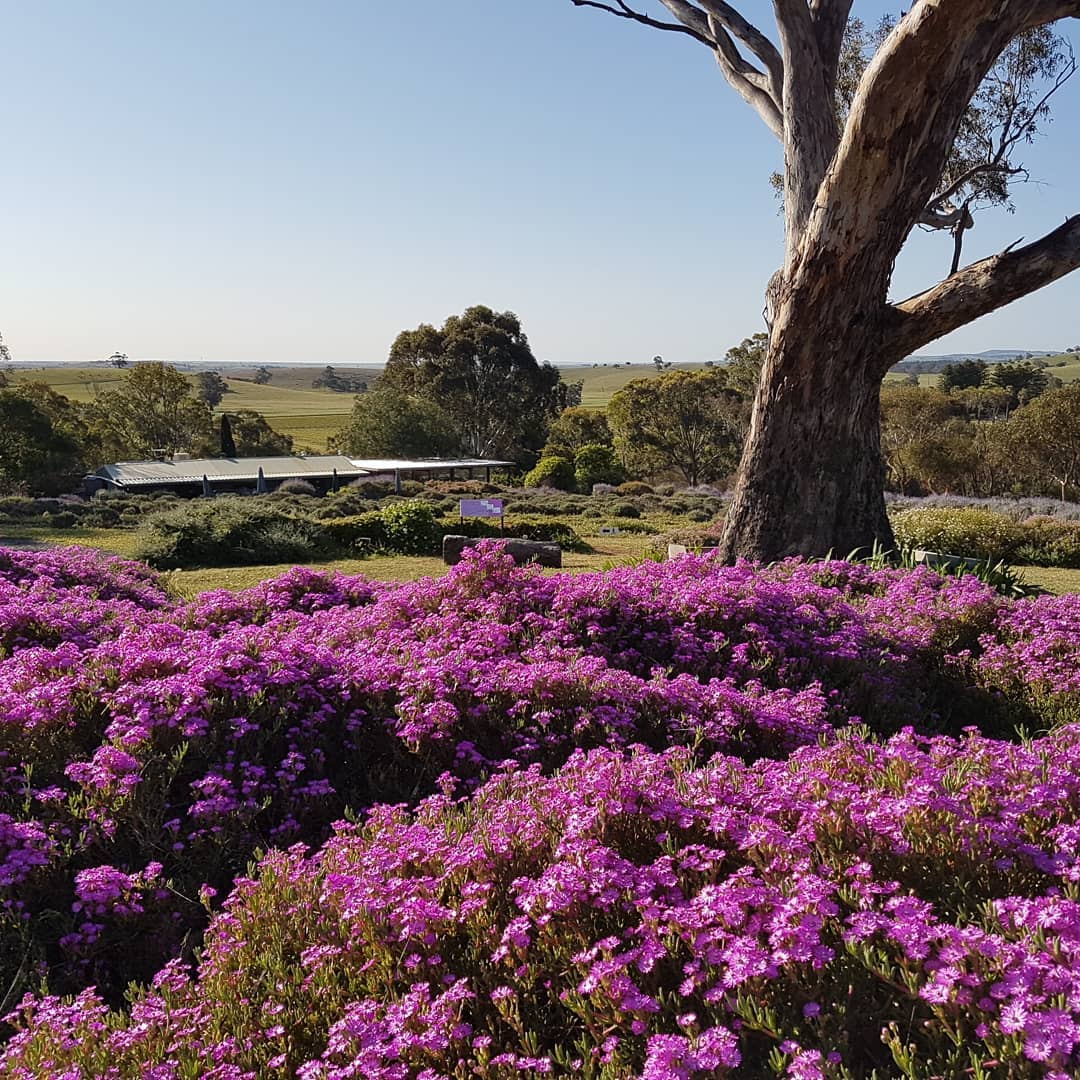 Lyndoch Lavender Farm 1