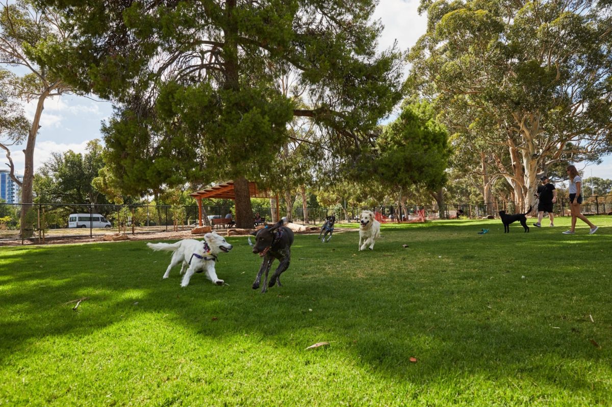 Pityarilla dog park