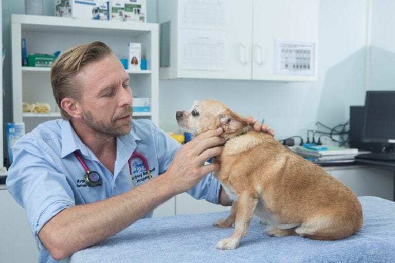 Sydney Animal Hospitals Erskineville 768x512