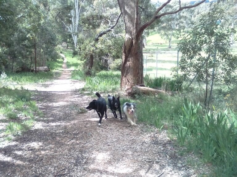 Wright Road Dog Park 768x576