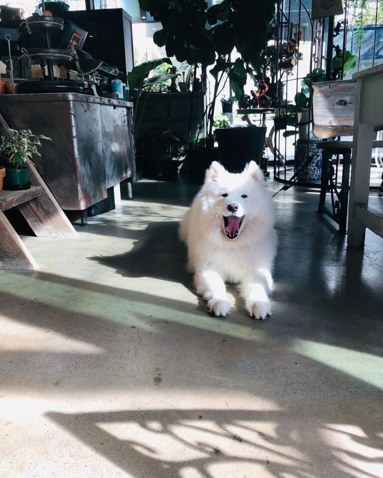 Cafe Lost and Found 1 768x960