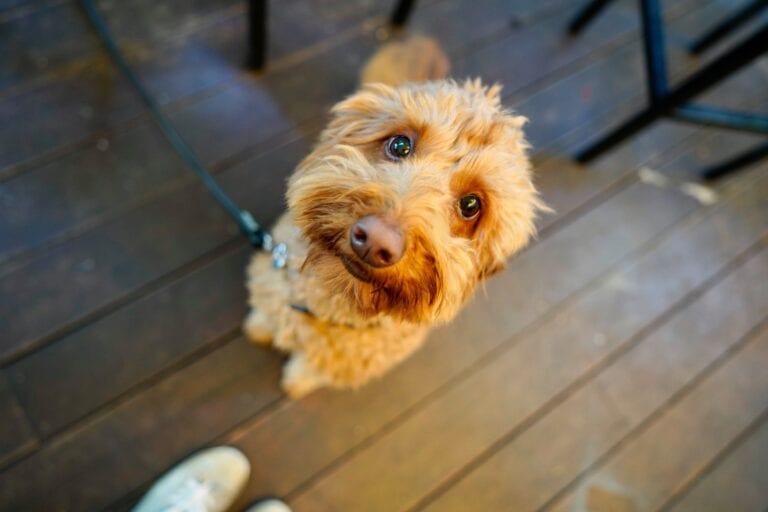 Dalgety 2.0 2 768x512