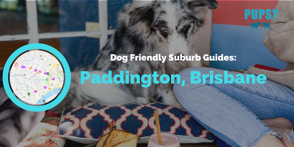 Dog-Friendly-Paddington-Brisbane