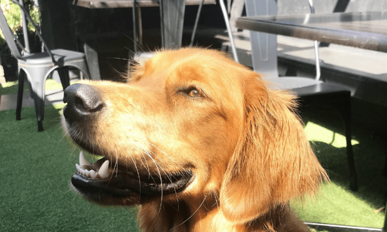 Field Black Cafe 3 106 1 768x461