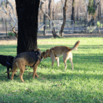 Learners on Lead Sniff and Run Space Photo 1 150x150