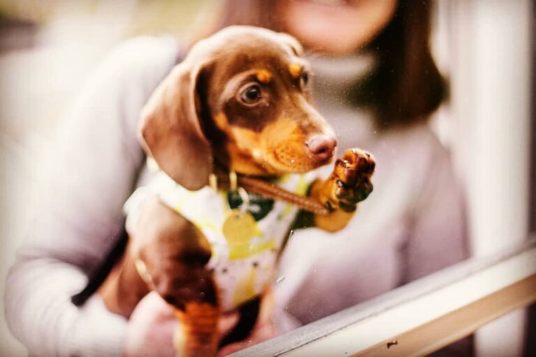 Patch Kitchen Garden 2 768x512