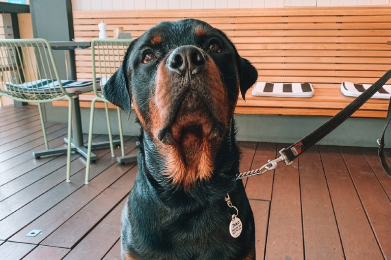 The Deck Brighton 5 96 768x512