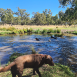 Wookie Dogs Adventure Playground Photo 3 150x150