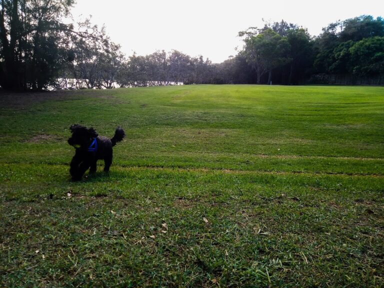 Caronline Bay Reserve 768x576