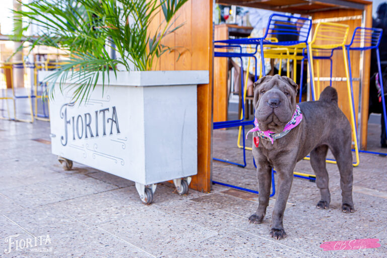 Fiorita Wine Bar 1 768x512